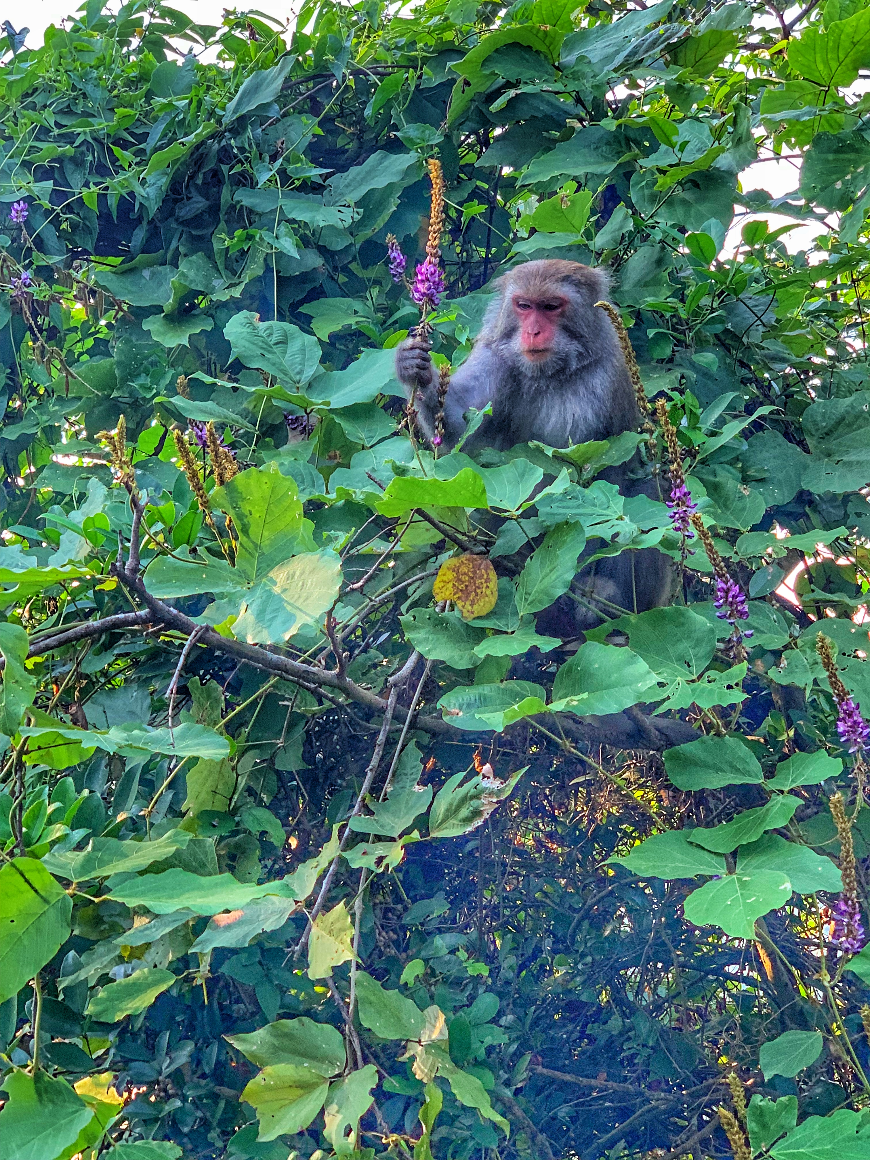 Formosan rock monkey holding flowers on Dakeng Trail
