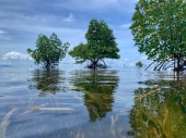 mangrove-trees-ocean-puerto-princesa-palawan-philippines